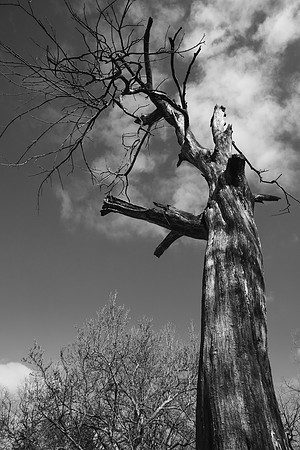 Forgotten